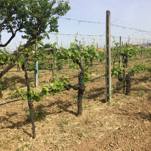 Ceppa Bianco 2016